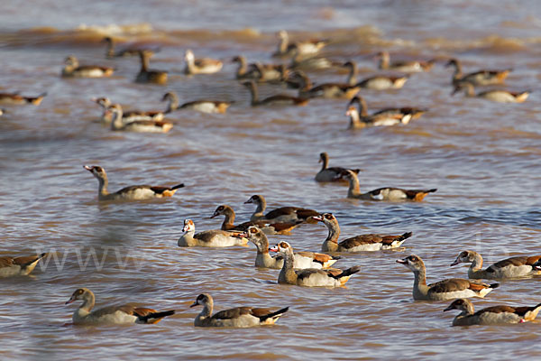 Nilgans (Alopochen aegyptiacus)