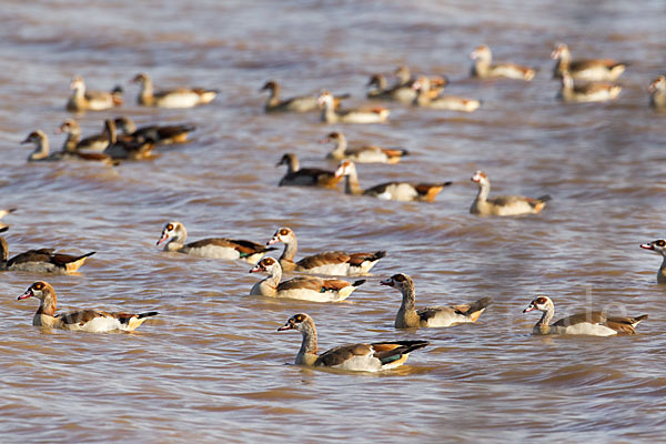 Nilgans (Alopochen aegyptiacus)