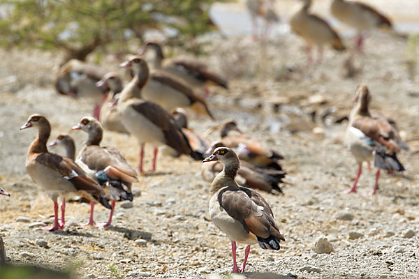 Nilgans (Alopochen aegyptiacus)