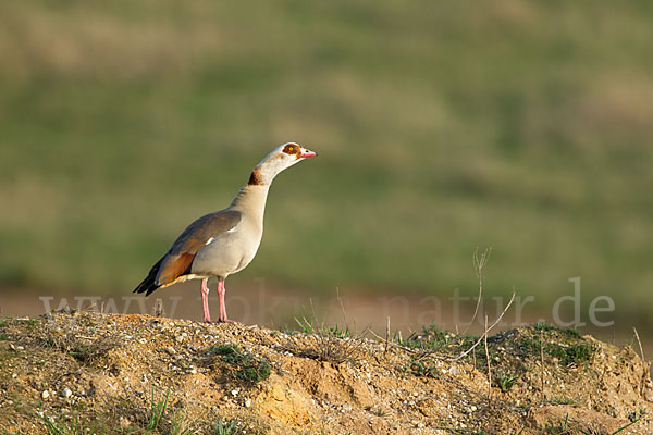 Nilgans (Alopochen aegyptiacus)