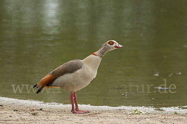 Nilgans (Alopochen aegyptiacus)