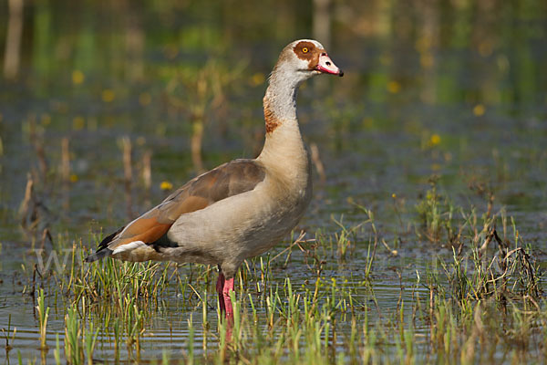 Nilgans (Alopochen aegyptiacus)