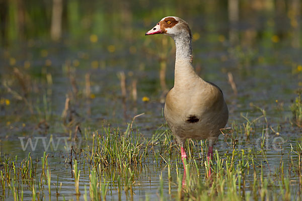 Nilgans (Alopochen aegyptiacus)