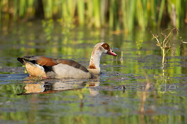 Nilgans (Alopochen aegyptiacus)