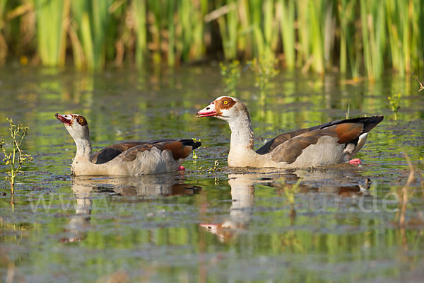 Nilgans (Alopochen aegyptiacus)