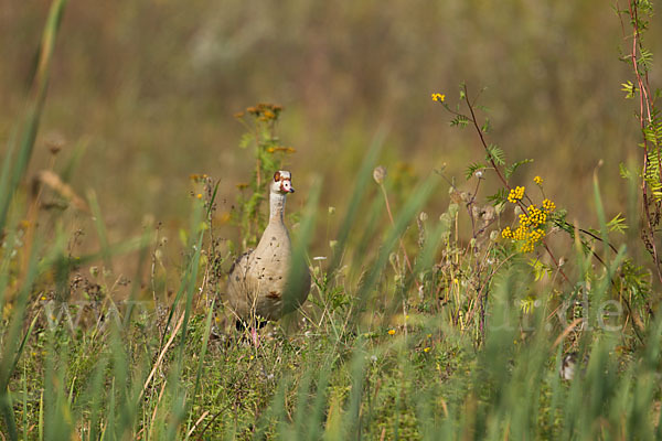 Nilgans (Alopochen aegyptiacus)