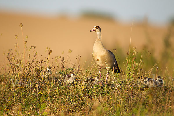 Nilgans (Alopochen aegyptiacus)