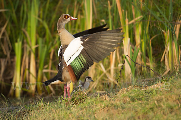 Nilgans (Alopochen aegyptiacus)