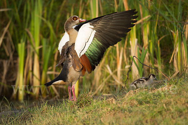 Nilgans (Alopochen aegyptiacus)