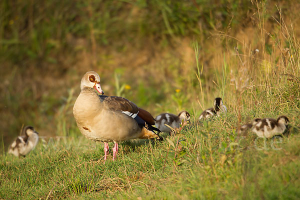 Nilgans (Alopochen aegyptiacus)