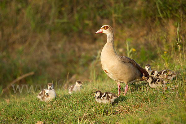 Nilgans (Alopochen aegyptiacus)