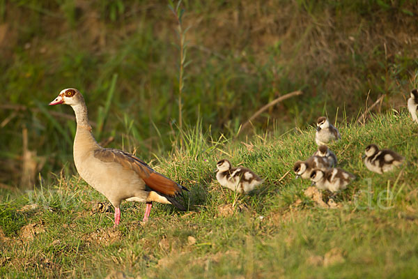 Nilgans (Alopochen aegyptiacus)