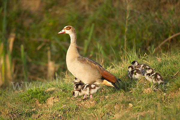 Nilgans (Alopochen aegyptiacus)