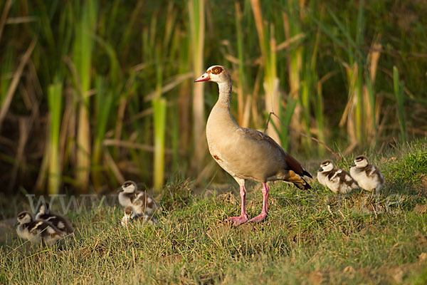 Nilgans (Alopochen aegyptiacus)