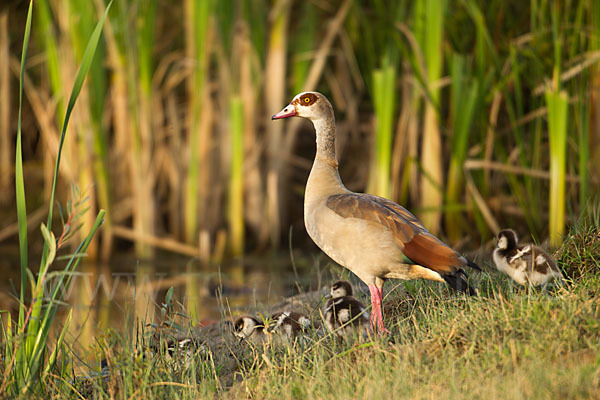 Nilgans (Alopochen aegyptiacus)