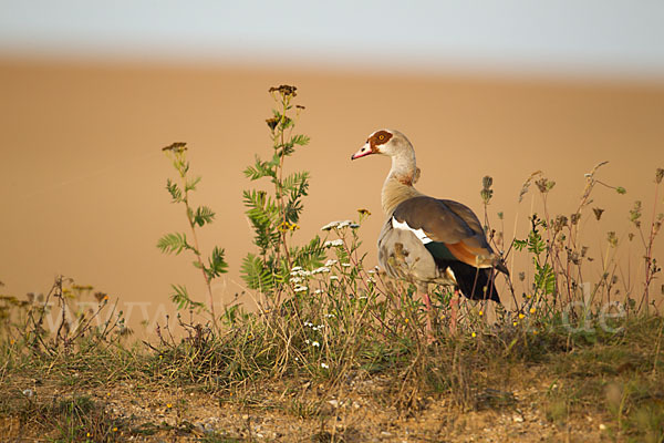 Nilgans (Alopochen aegyptiacus)