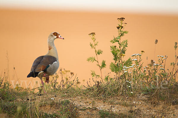 Nilgans (Alopochen aegyptiacus)