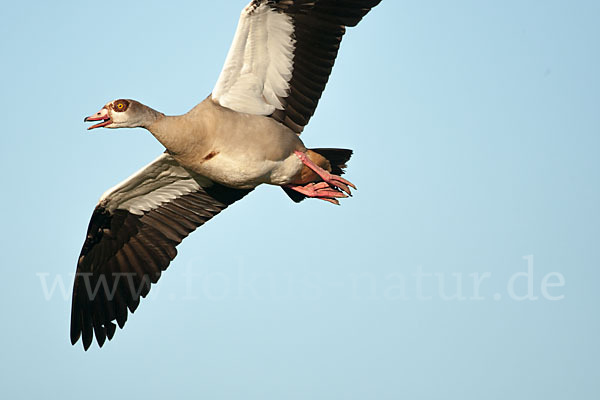 Nilgans (Alopochen aegyptiacus)