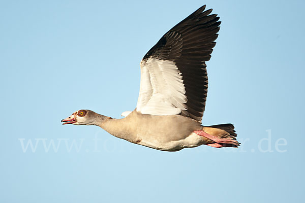 Nilgans (Alopochen aegyptiacus)