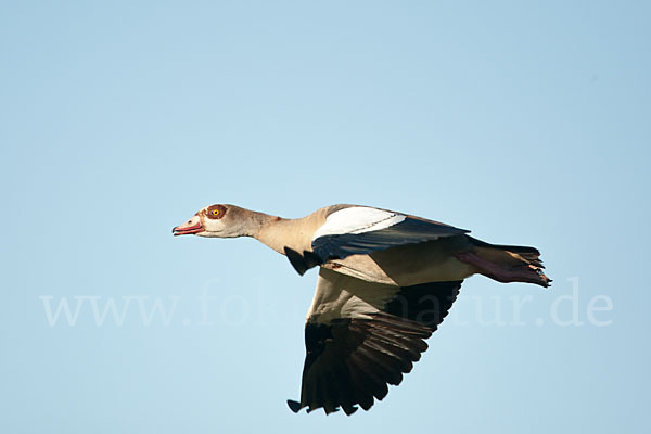 Nilgans (Alopochen aegyptiacus)