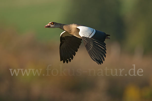 Nilgans (Alopochen aegyptiacus)