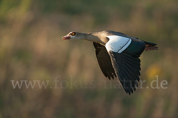 Nilgans (Alopochen aegyptiacus)