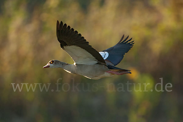 Nilgans (Alopochen aegyptiacus)