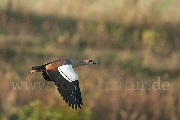 Nilgans (Alopochen aegyptiacus)