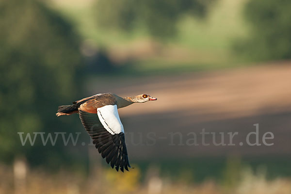 Nilgans (Alopochen aegyptiacus)