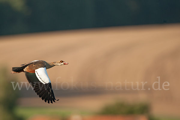 Nilgans (Alopochen aegyptiacus)