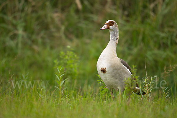 Nilgans (Alopochen aegyptiacus)