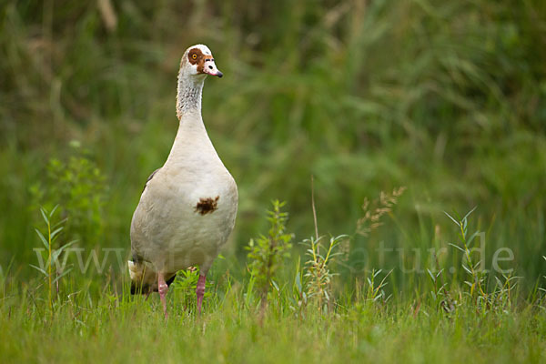 Nilgans (Alopochen aegyptiacus)