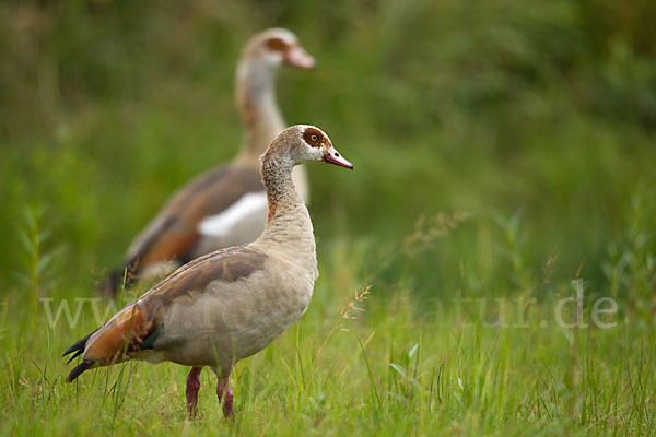 Nilgans (Alopochen aegyptiacus)