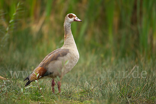 Nilgans (Alopochen aegyptiacus)