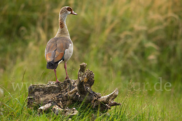 Nilgans (Alopochen aegyptiacus)