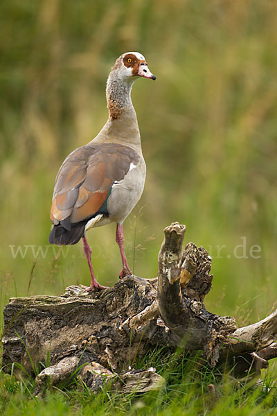 Nilgans (Alopochen aegyptiacus)