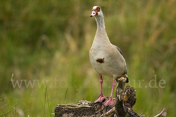 Nilgans (Alopochen aegyptiacus)