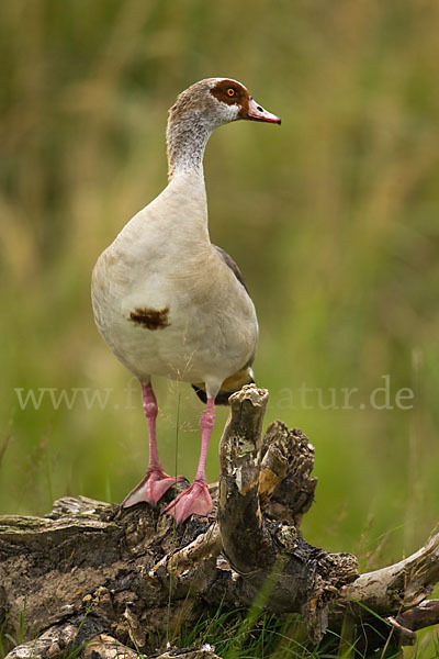 Nilgans (Alopochen aegyptiacus)