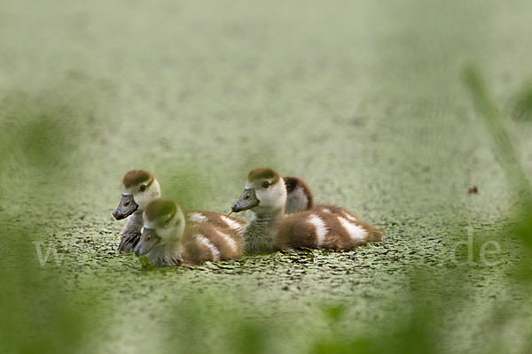 Nilgans (Alopochen aegyptiacus)