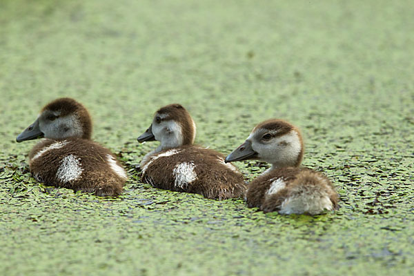 Nilgans (Alopochen aegyptiacus)