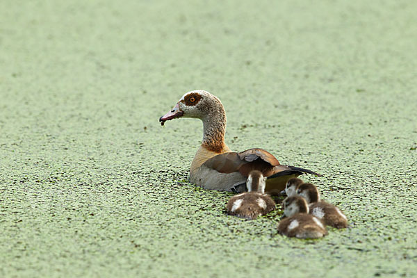 Nilgans (Alopochen aegyptiacus)