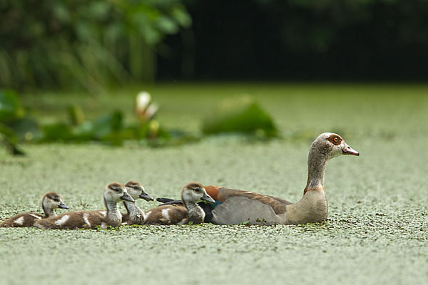 Nilgans (Alopochen aegyptiacus)