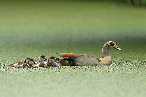 Nilgans (Alopochen aegyptiacus)