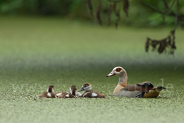 Nilgans (Alopochen aegyptiacus)