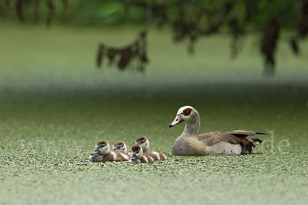 Nilgans (Alopochen aegyptiacus)