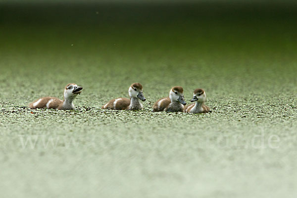 Nilgans (Alopochen aegyptiacus)