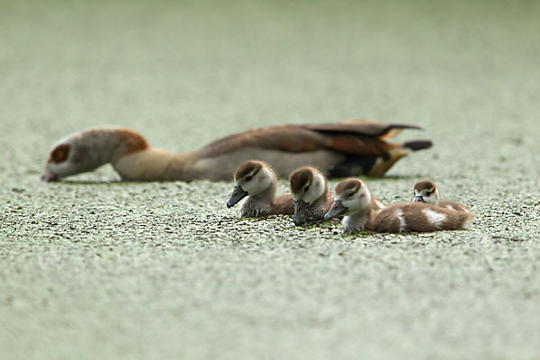 Nilgans (Alopochen aegyptiacus)