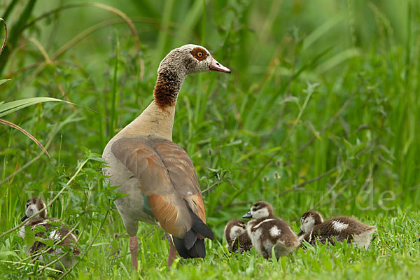 Nilgans (Alopochen aegyptiacus)