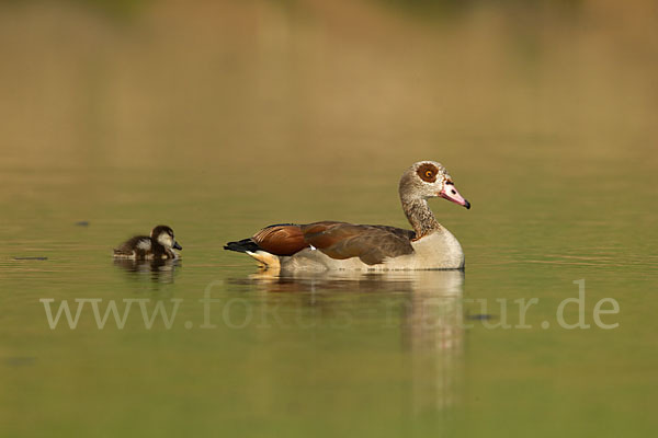 Nilgans (Alopochen aegyptiacus)