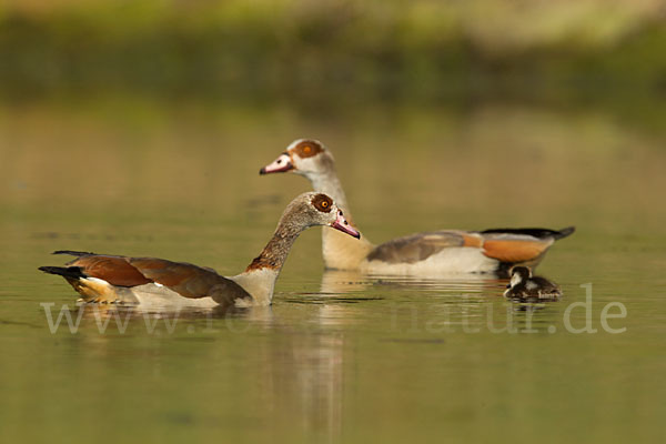 Nilgans (Alopochen aegyptiacus)